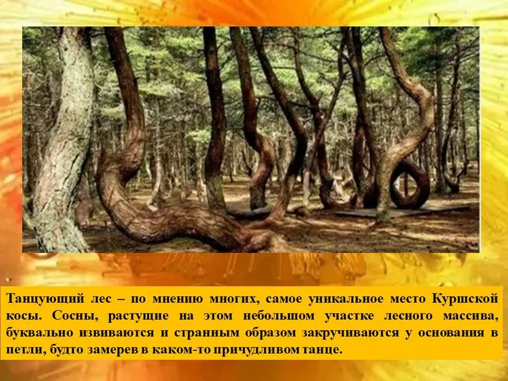 Слайд12