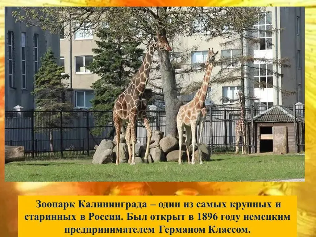 Слайд9
